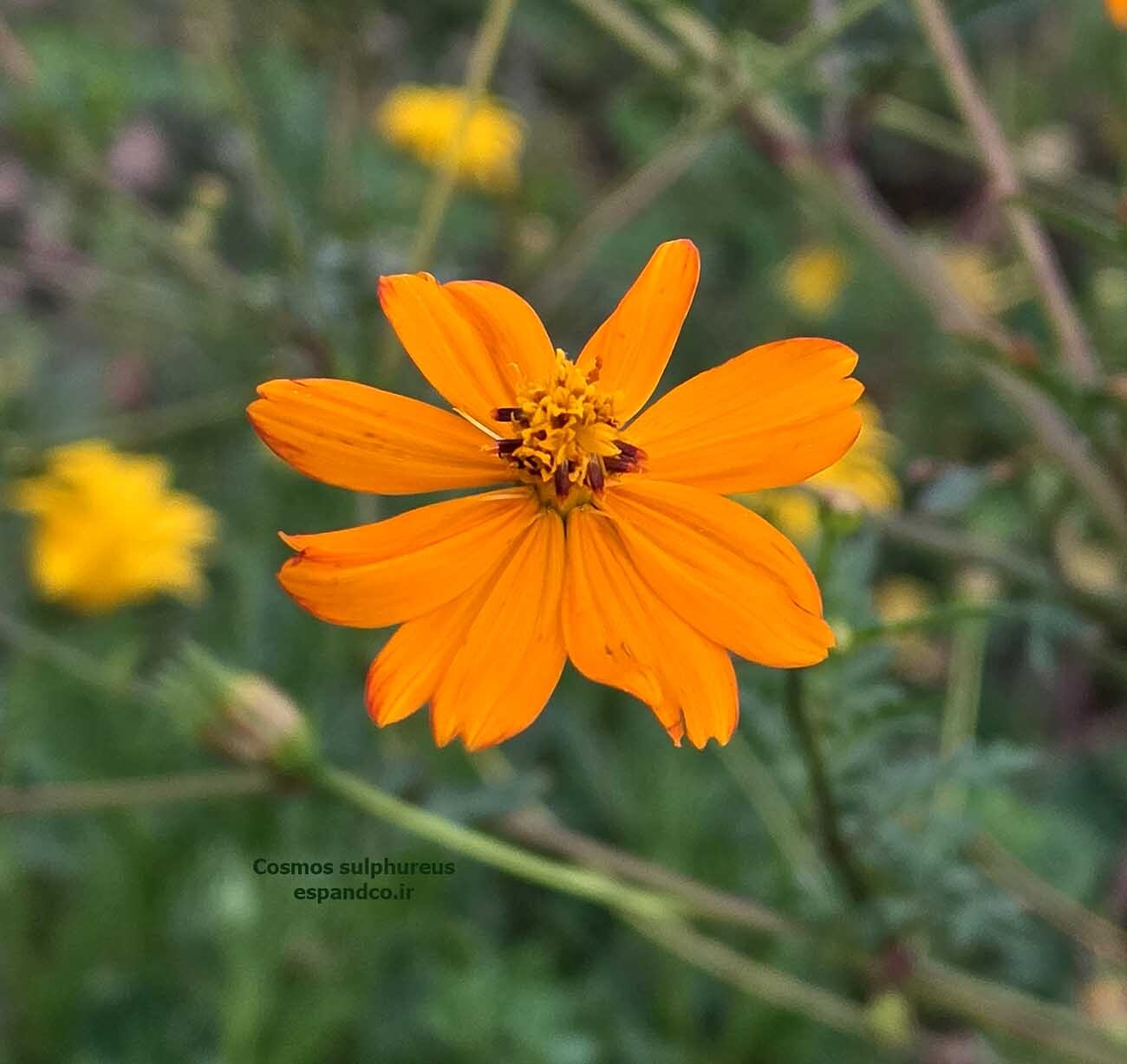  شاه اشرفی گوگردی 